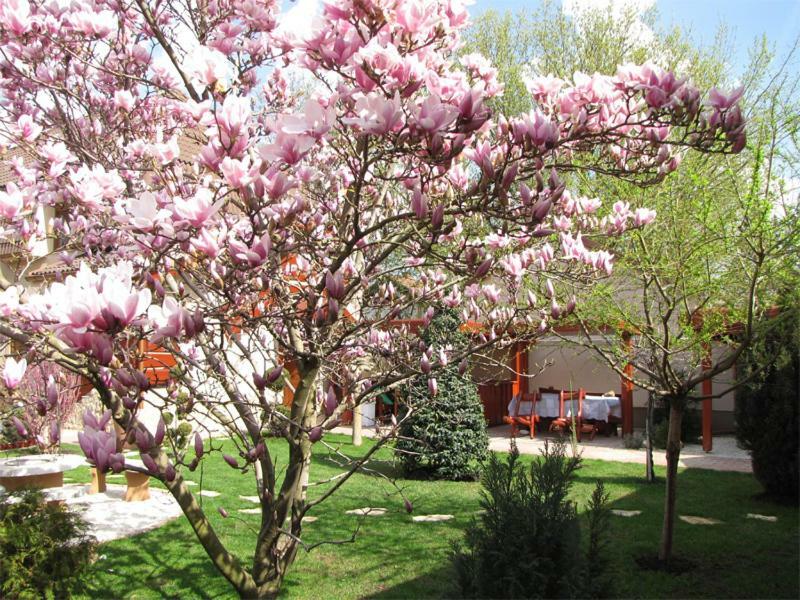 Szegfu Apartman Villa Hajdúszoboszló Exteriör bild